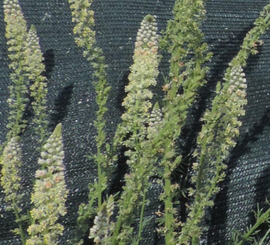Fiori di dune:  Reseda alba (Resedaceae)
